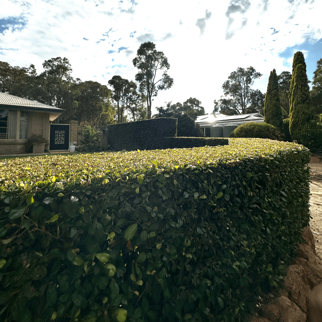 Professional hedge trimming