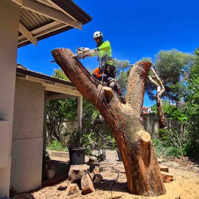 Safe tree cutting techniques