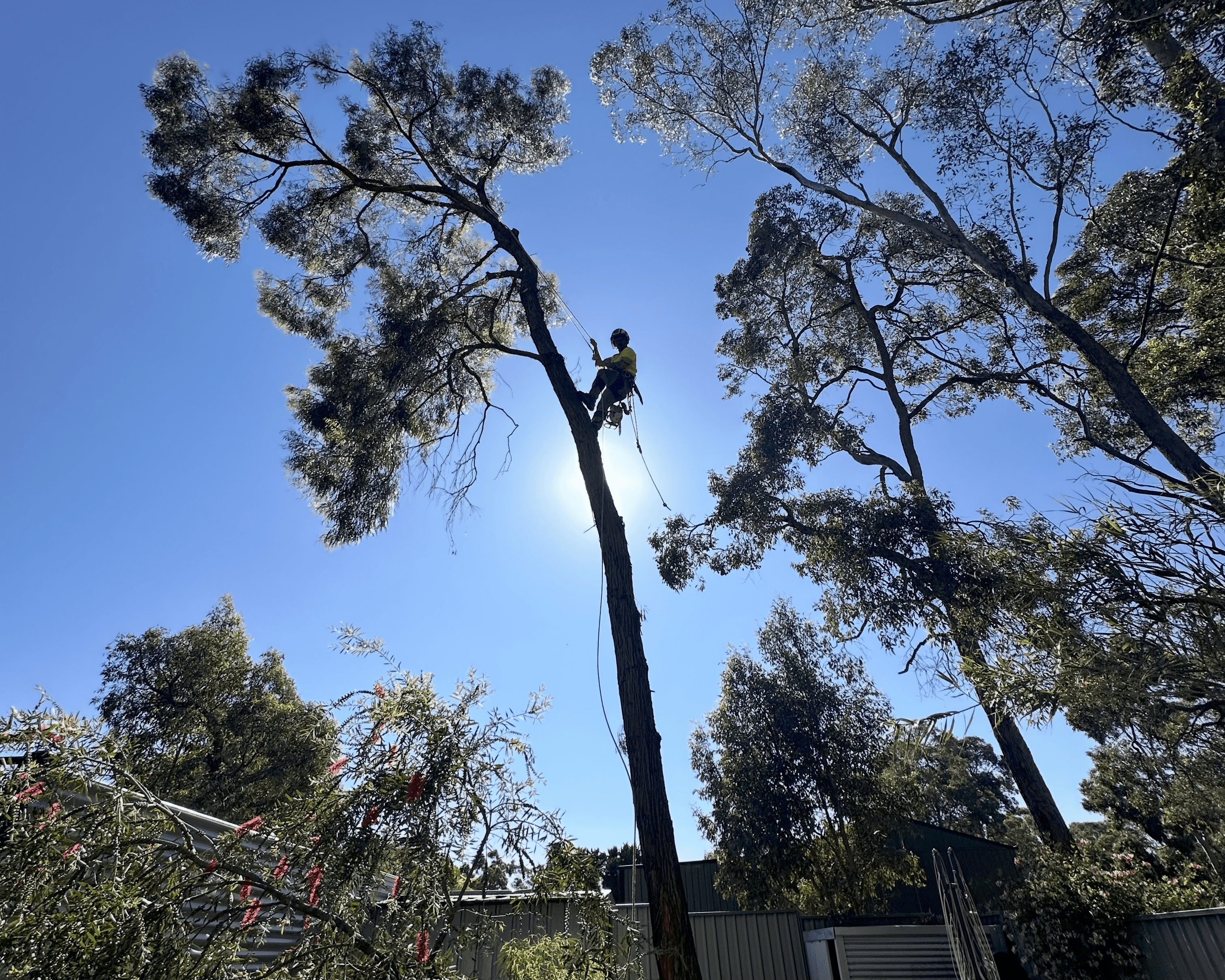 Safe Removal of a Mature Gum Tree