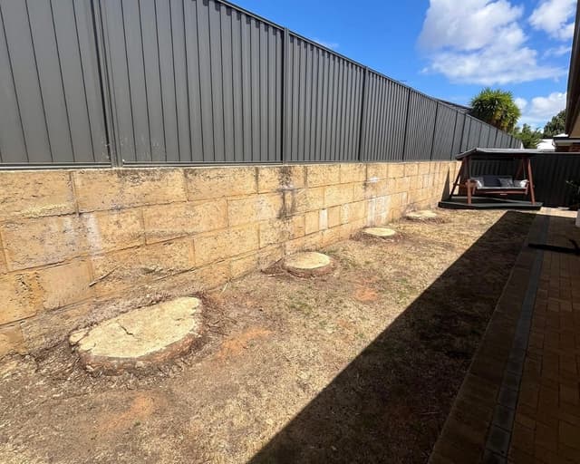 Before stump grinding - multiple stumps along fence line