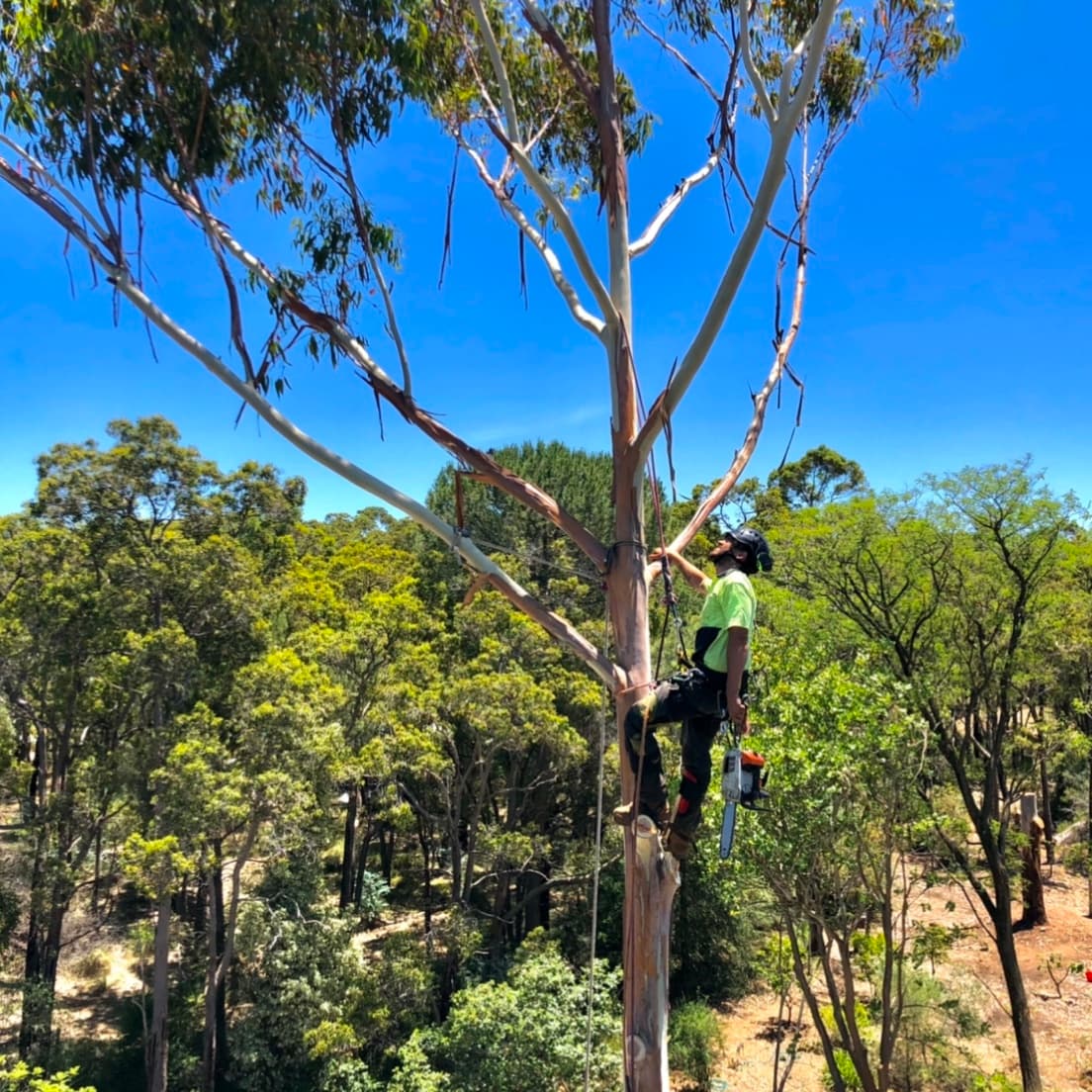 Powerline Clearance for a Local Community