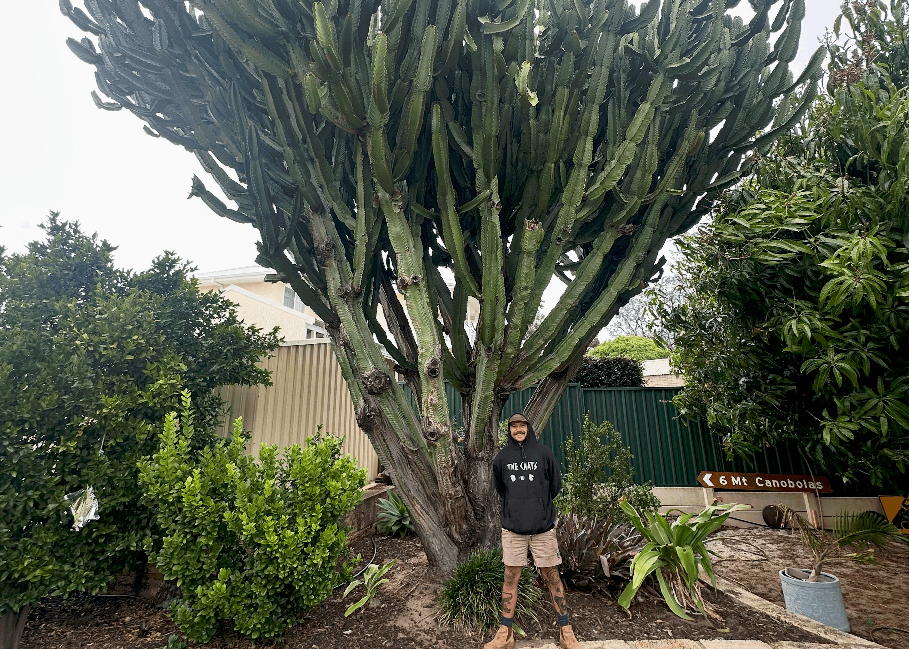 Before cactus removal - overgrown cactus in yard